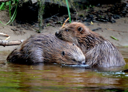 Beavers close up playing