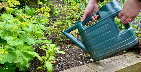 gardening influencer Julianne Robertson using a watering can to water her garden plants