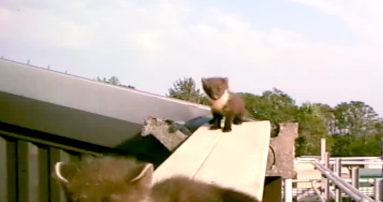 A pine marten balances on a wooden beam of a roof
