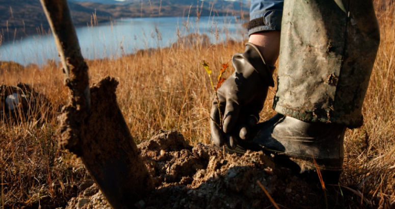 Tree planting